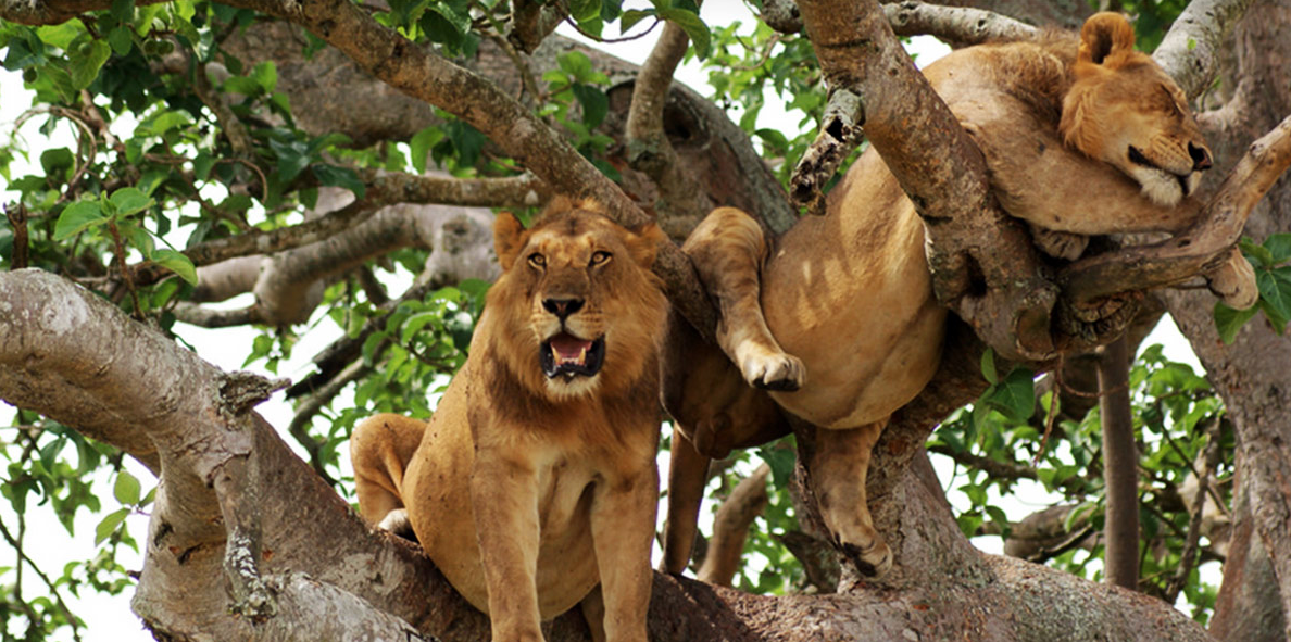 Queen Elizabeth National Park Uganda :Uganda’s 1 Best Safari Wonderland